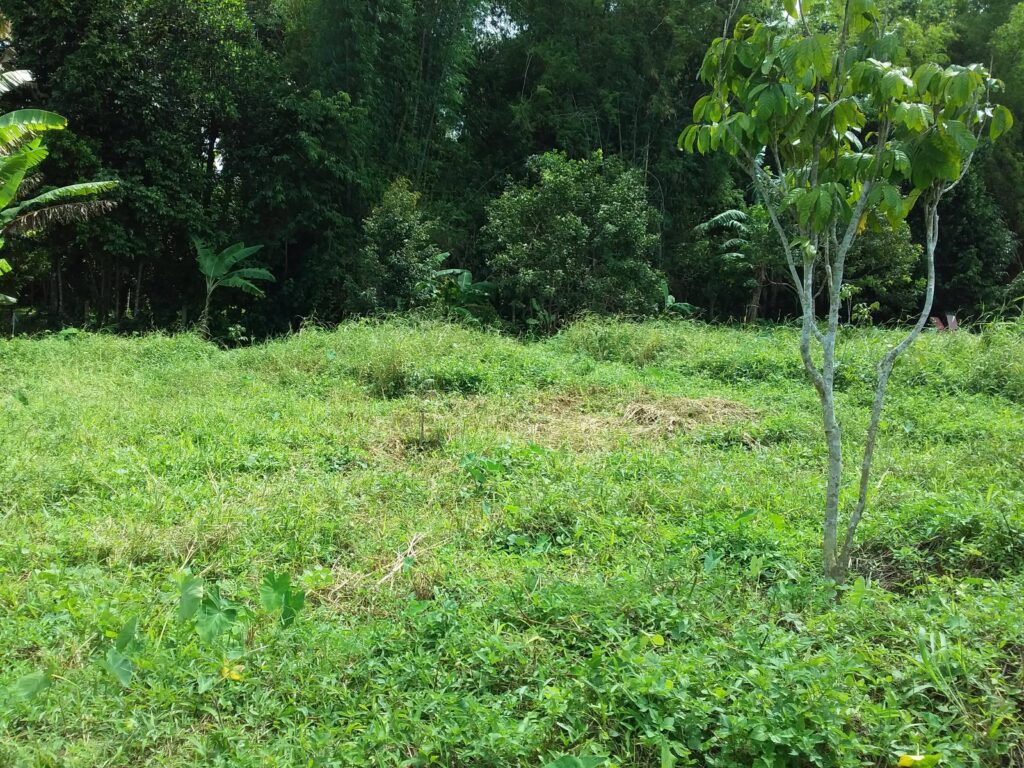 Farm Lot for Sale in Alangilan, Bacolod City - Bacolod City Properties