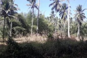 LOT FOR SALE IN SAN MIGUEL