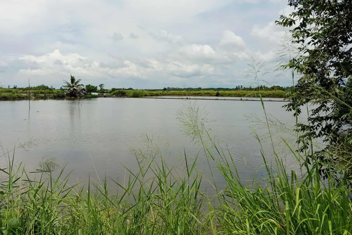 PONTEVEDRA PUNONG FOR SALE