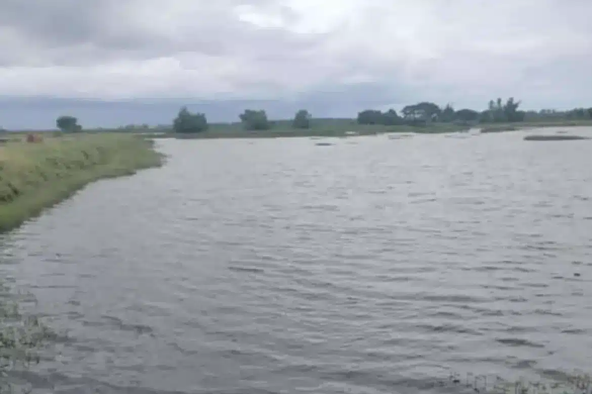 PUNONG FOR SALE ILOG NEGROS