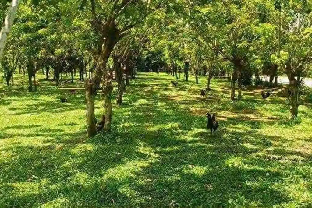 TALISAY CITY LOT FOR SALE 3